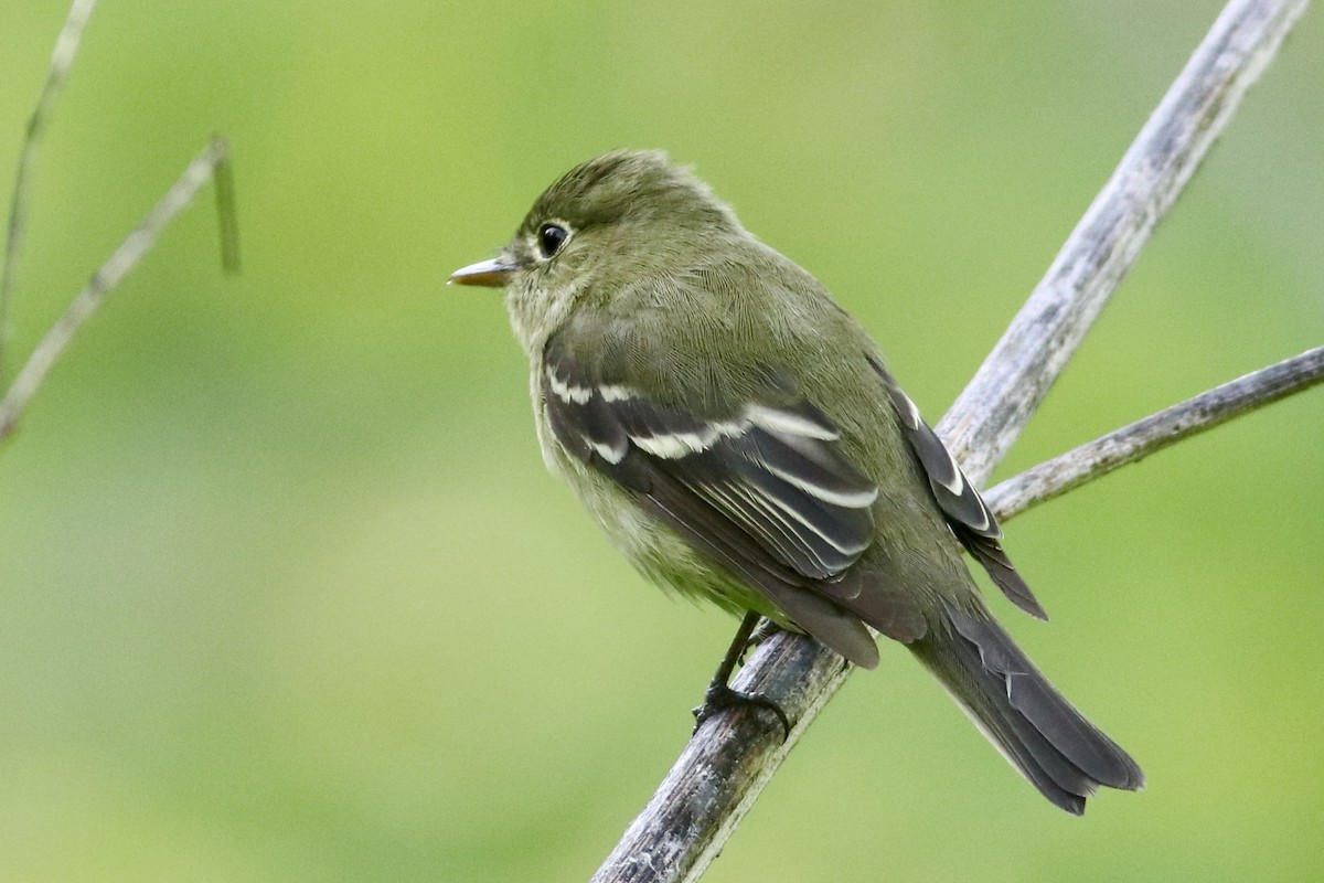 Least Flycatcher - ML635513557