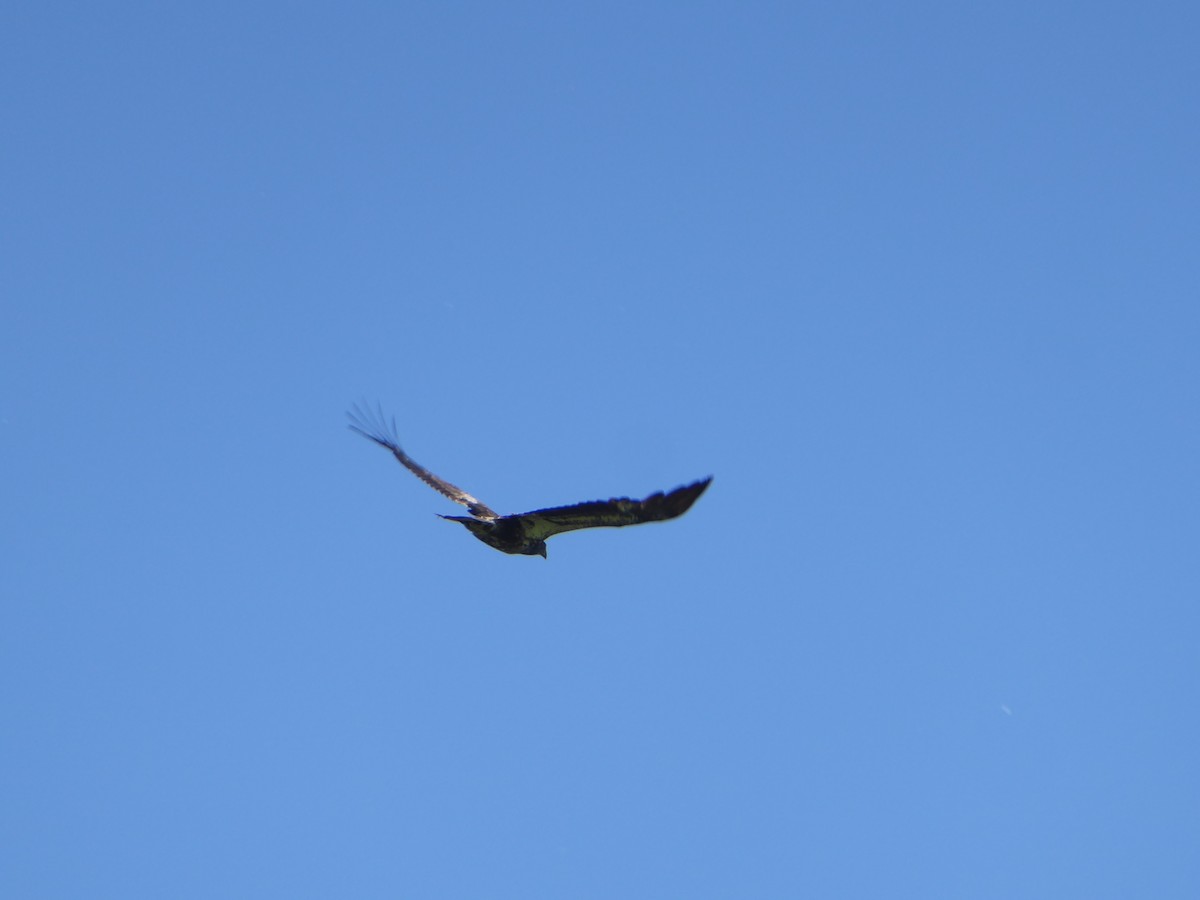 Bald Eagle - ML635513597