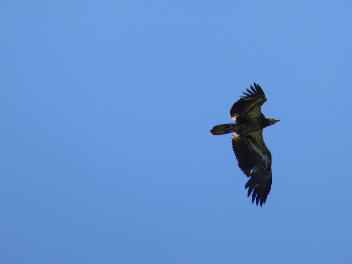 Bald Eagle - ML635513601