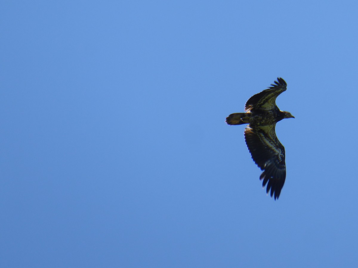 Bald Eagle - ML635513605