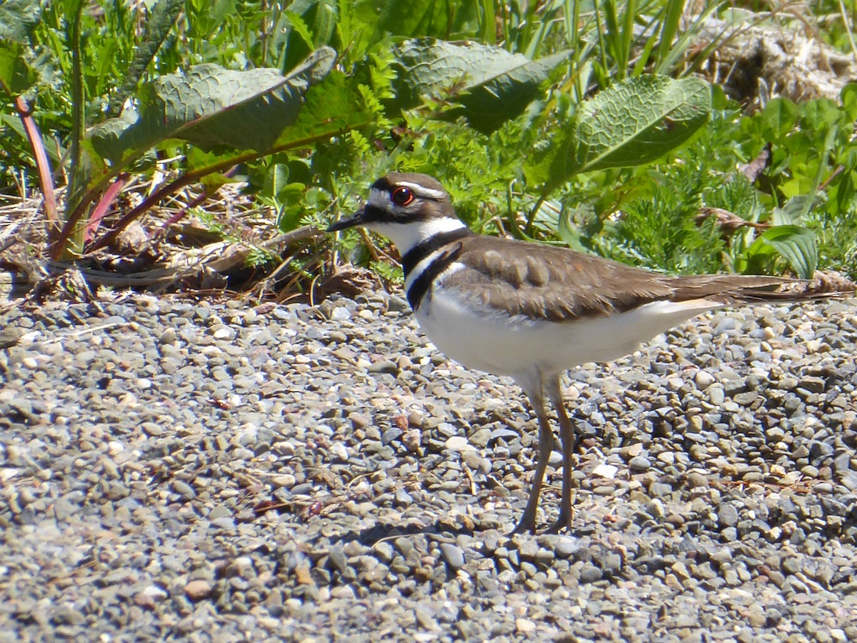 Killdeer - ML635513693