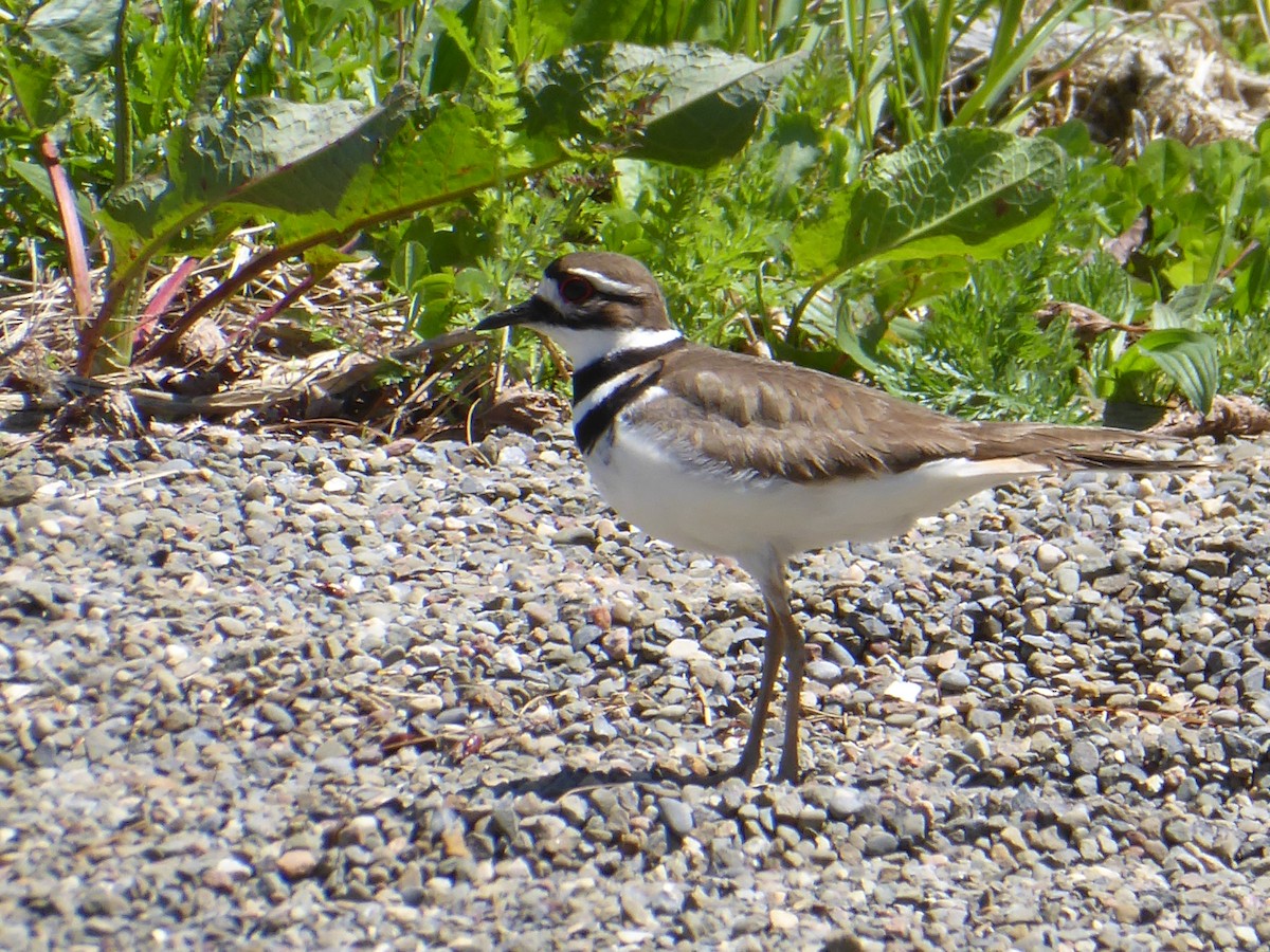 Killdeer - ML635513700