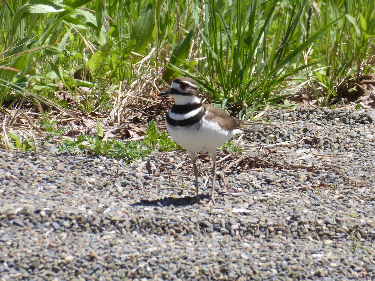 Killdeer - ML635513711