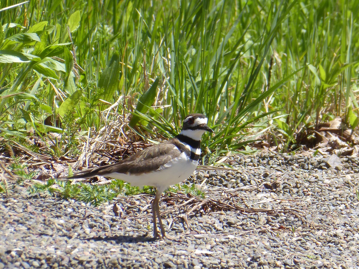 Killdeer - ML635513716
