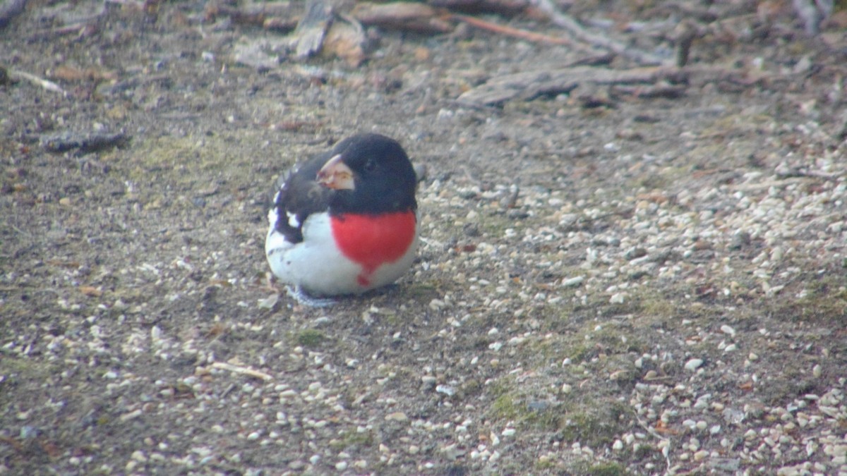 Rose-breasted Grosbeak - ML635513723