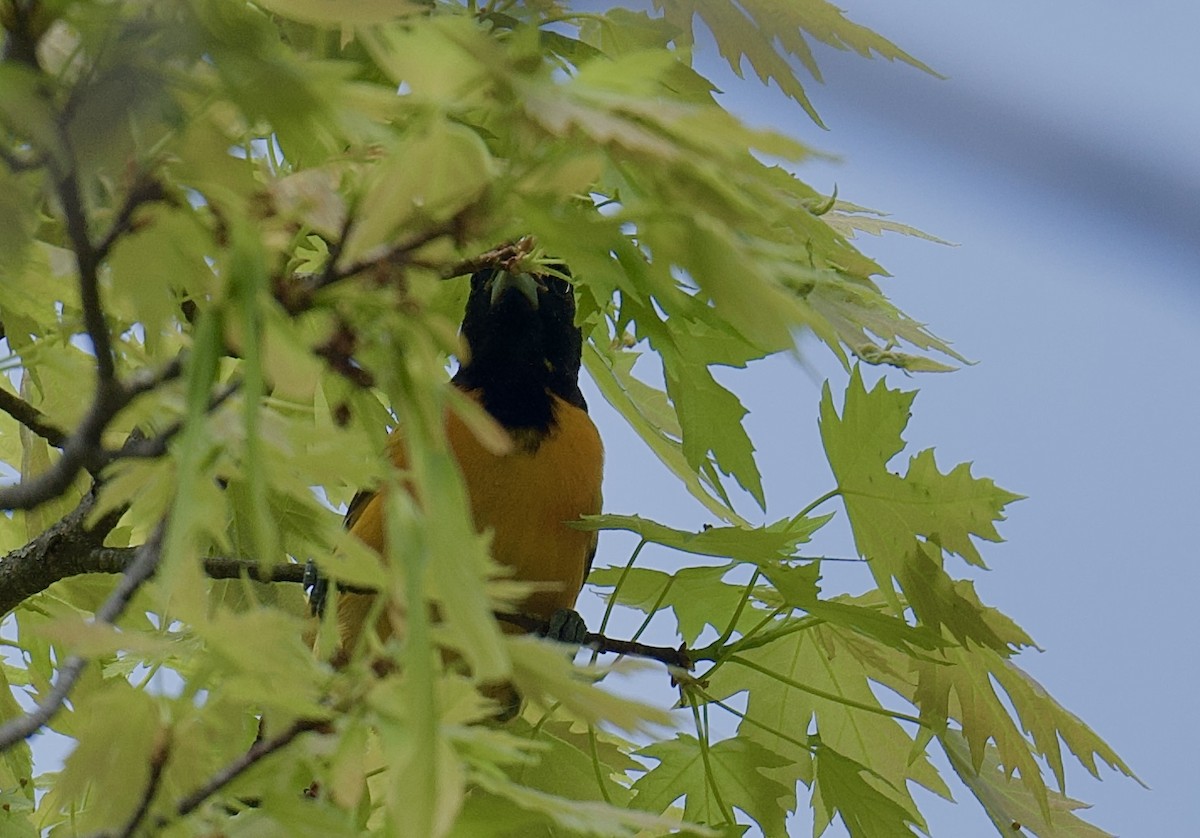Baltimore Oriole - ML635513817
