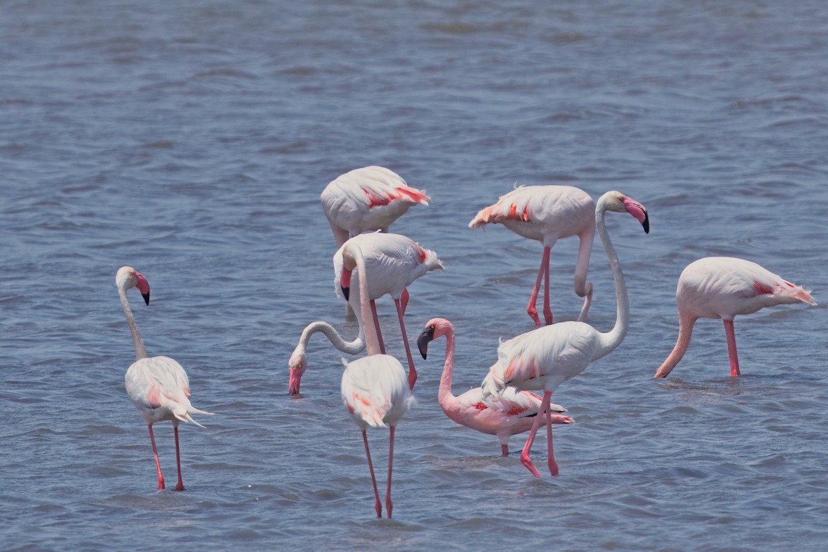 Greater Flamingo - ML635513931