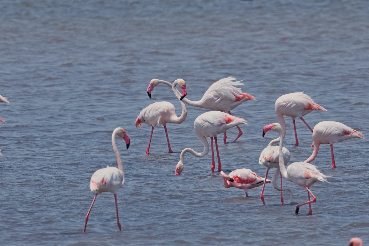 Greater Flamingo - ML635513933
