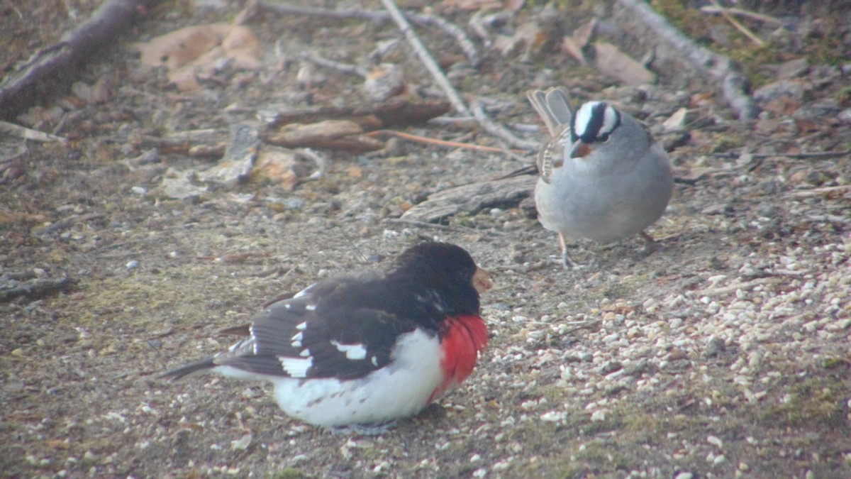 Rose-breasted Grosbeak - ML635513942