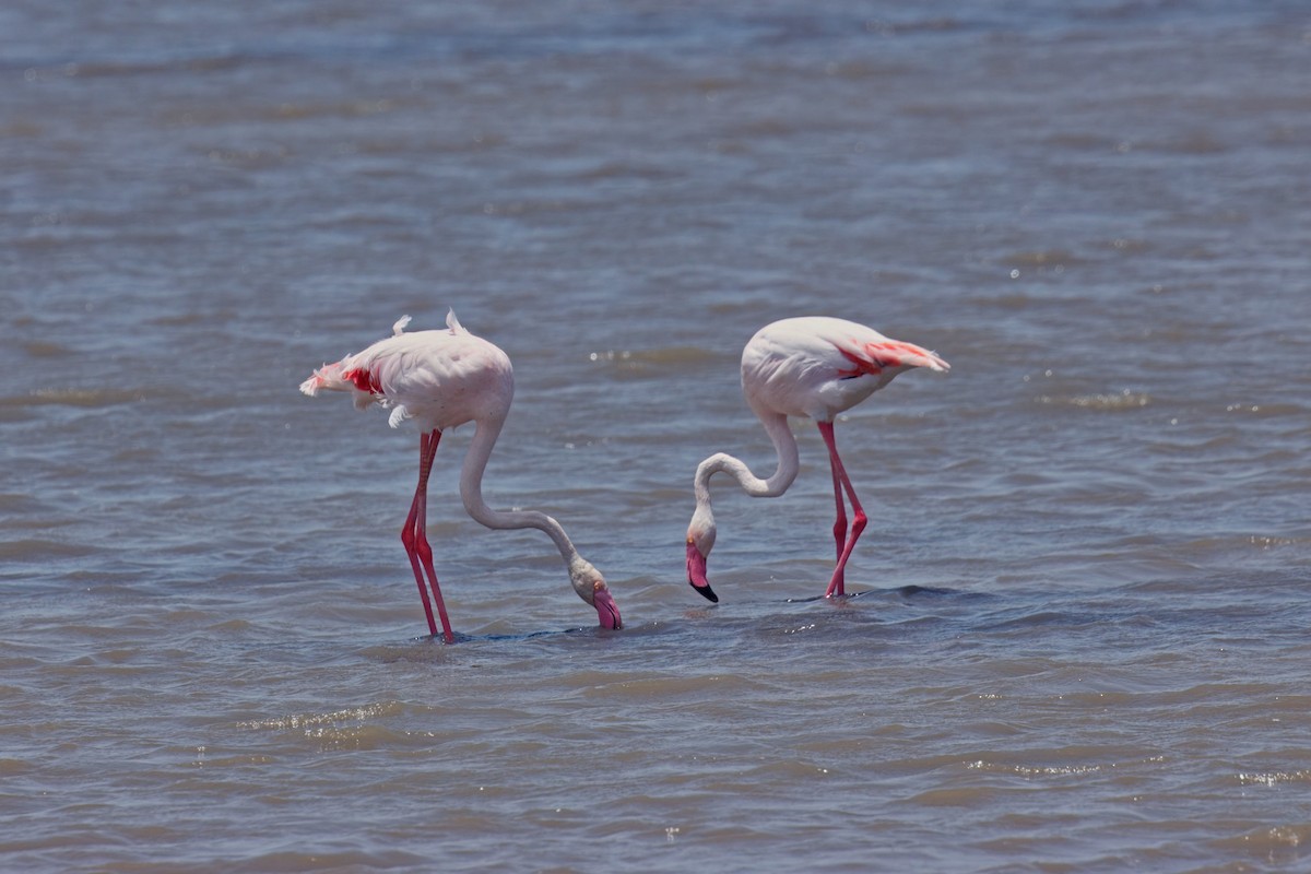 Greater Flamingo - ML635513950
