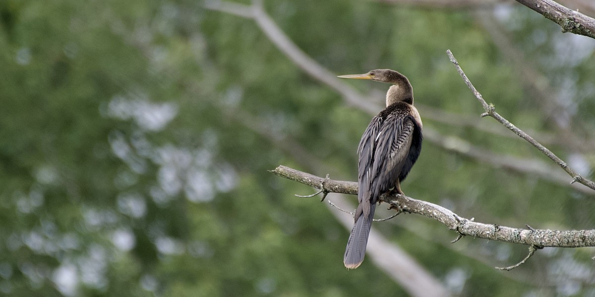 Anhinga - ML635514022