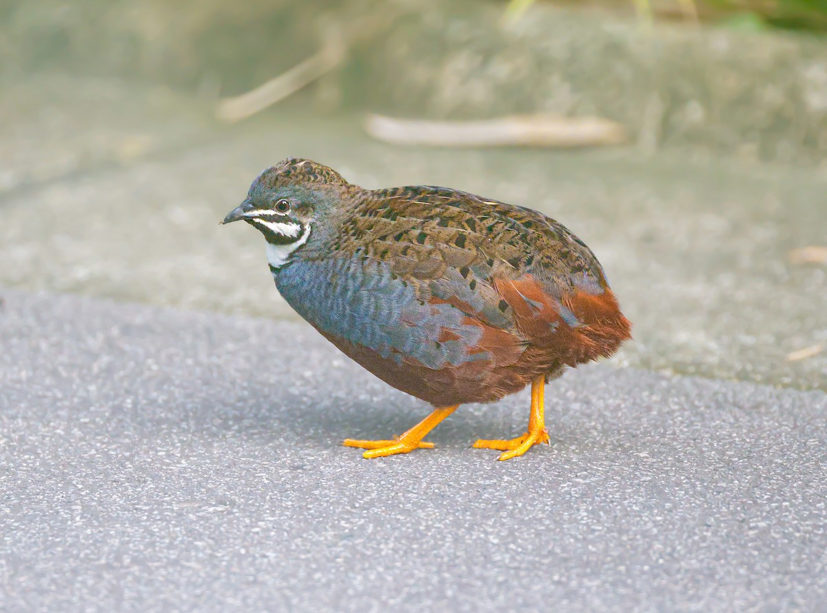 Blue-breasted Quail - ML635514084