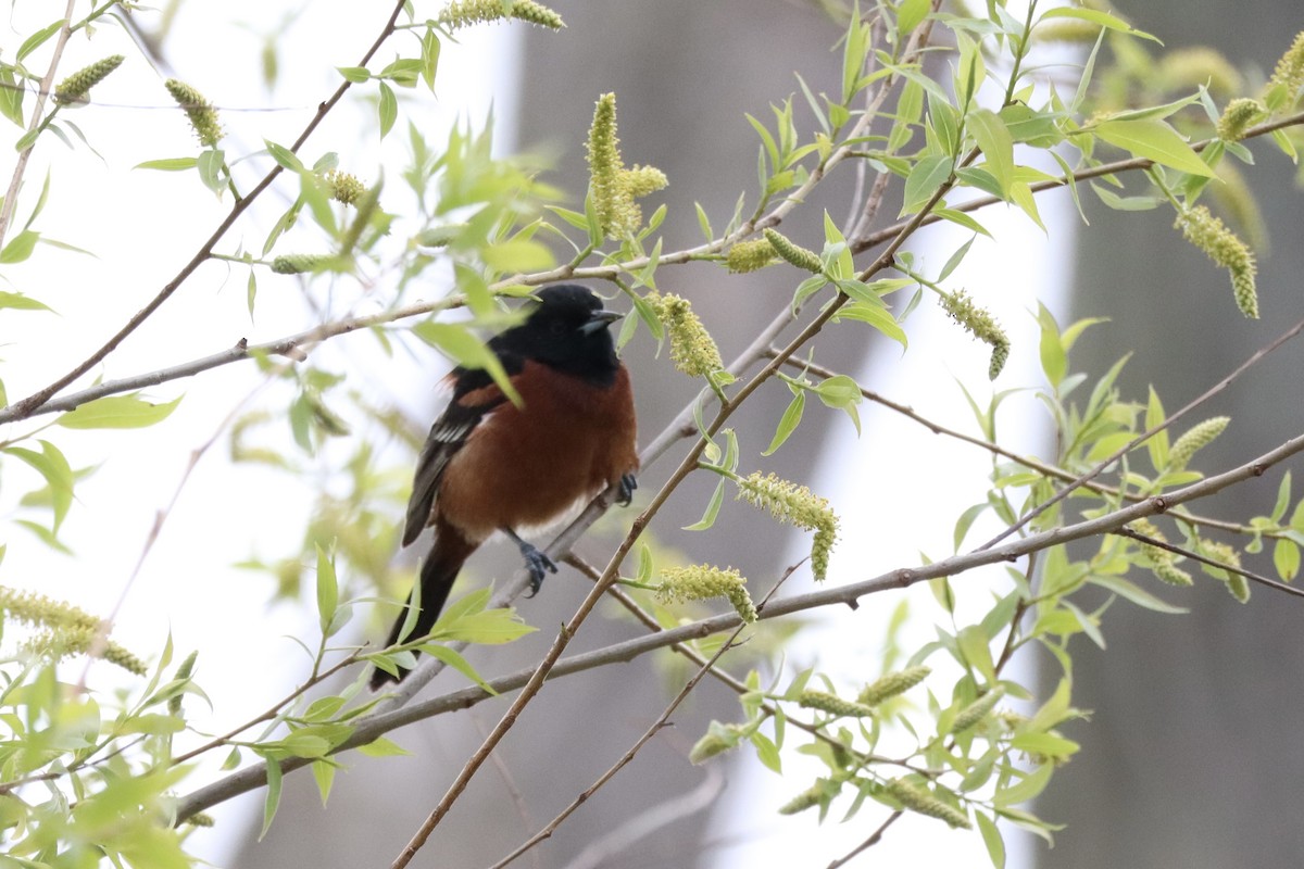 Orchard Oriole - ML635514087