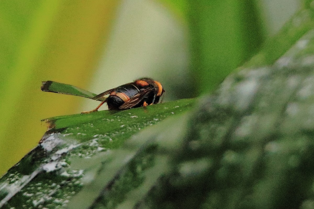 動物界 - ML635514105