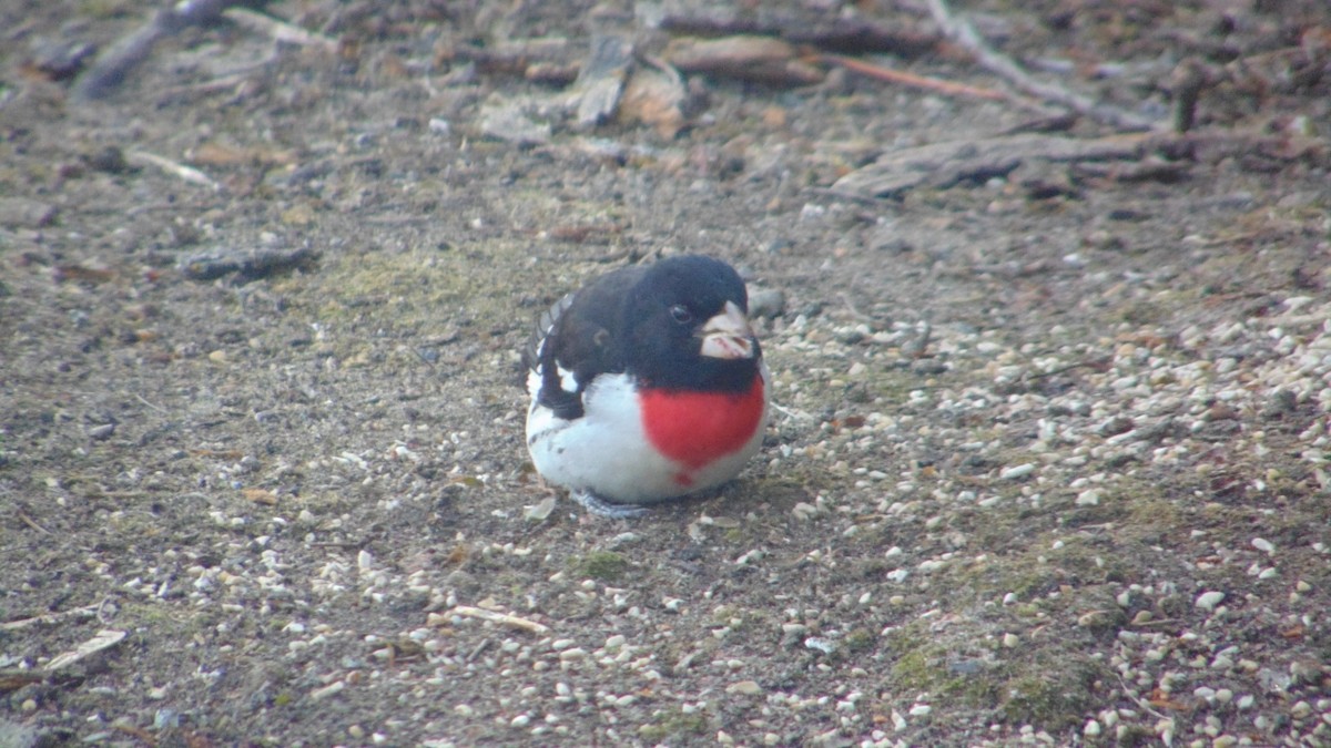 Rose-breasted Grosbeak - ML635514109