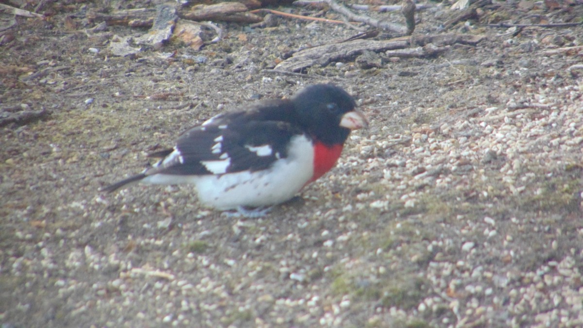 Rose-breasted Grosbeak - ML635514116