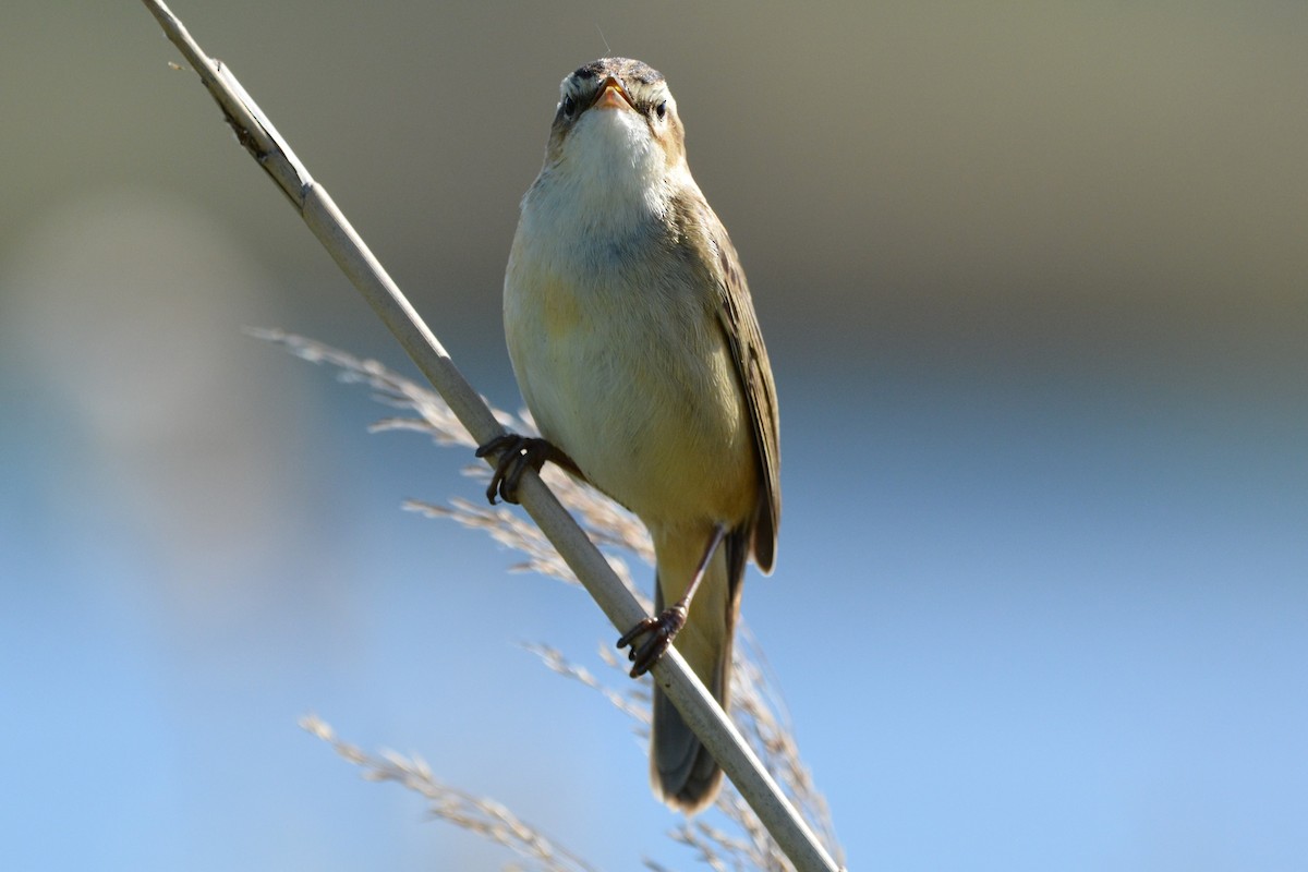 Sedge Warbler - ML635514121