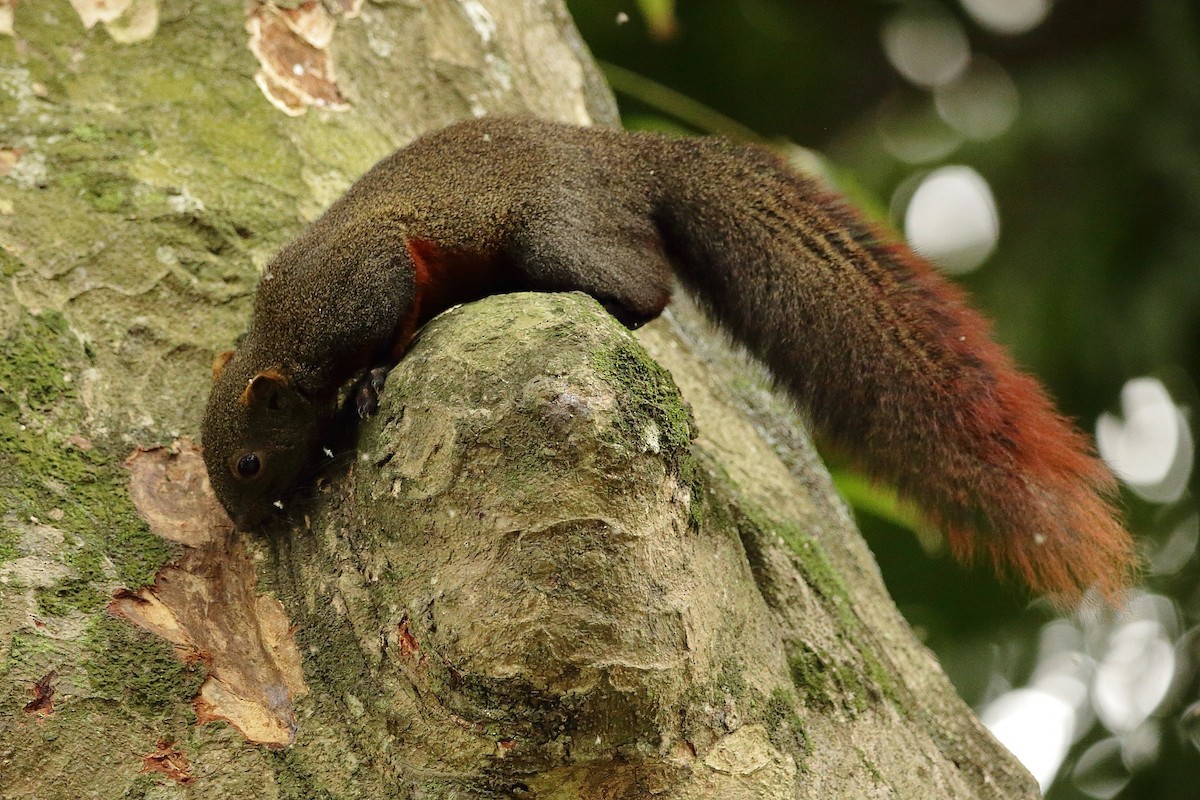 動物界 - ML635514123