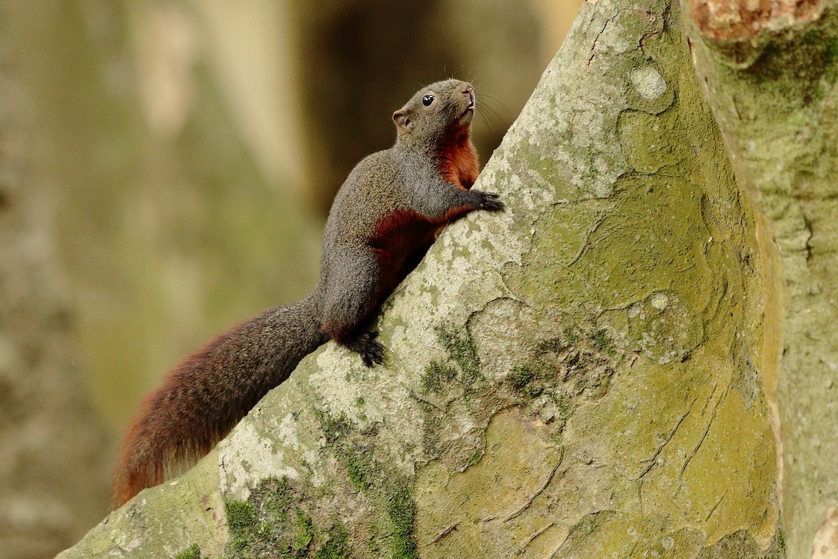 動物界 - ML635514124