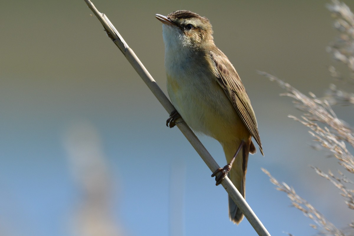 Sedge Warbler - ML635514127