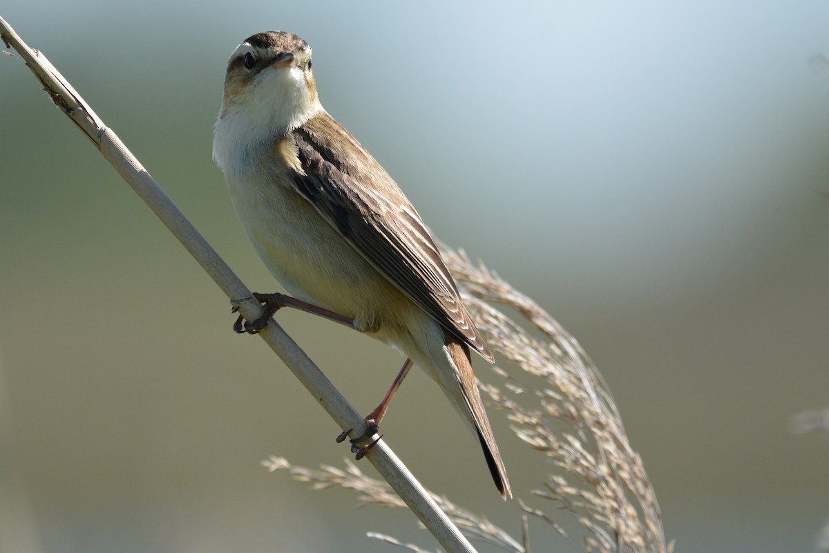 Sedge Warbler - ML635514145