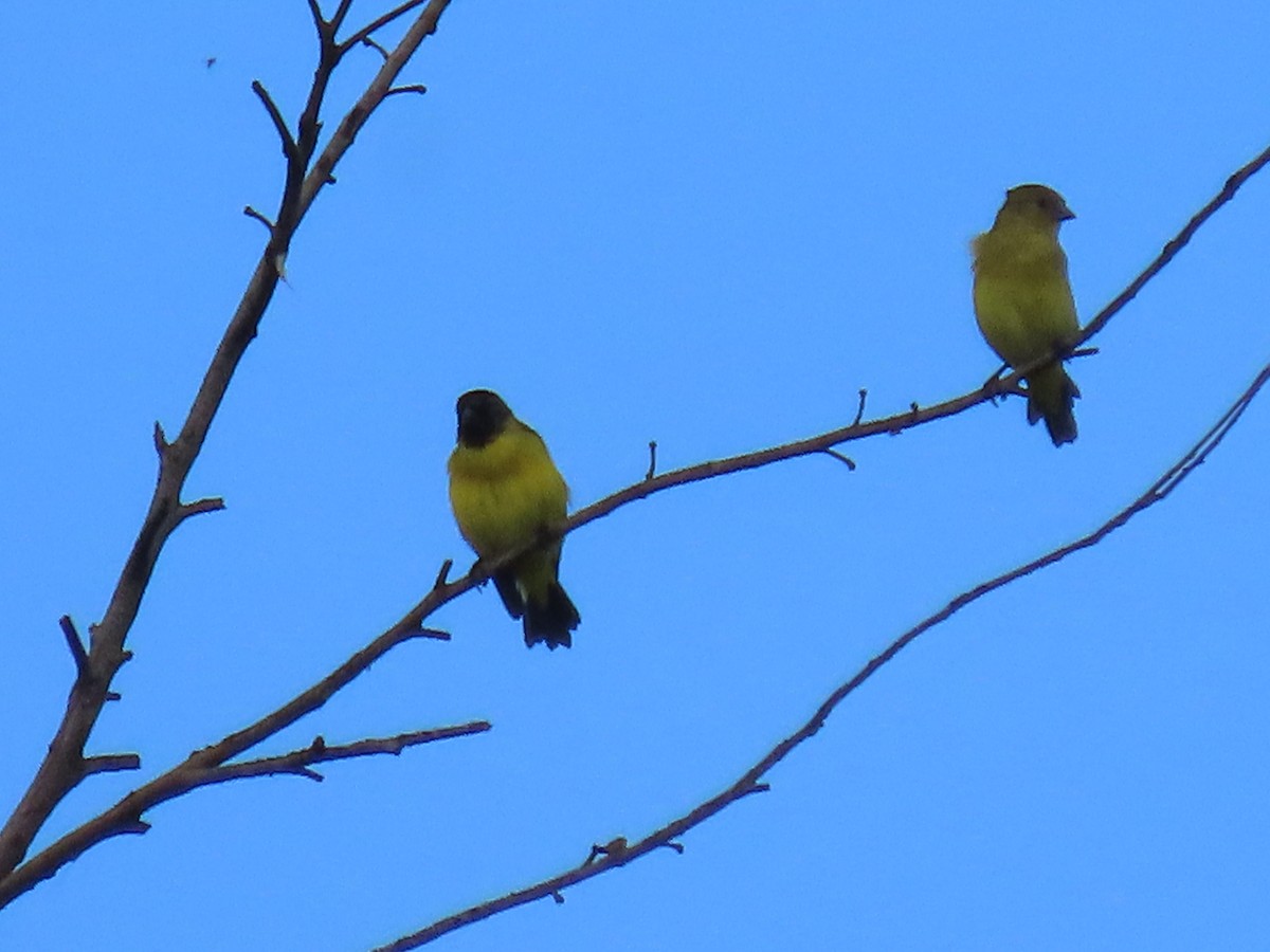 Hooded Siskin - ML635514170