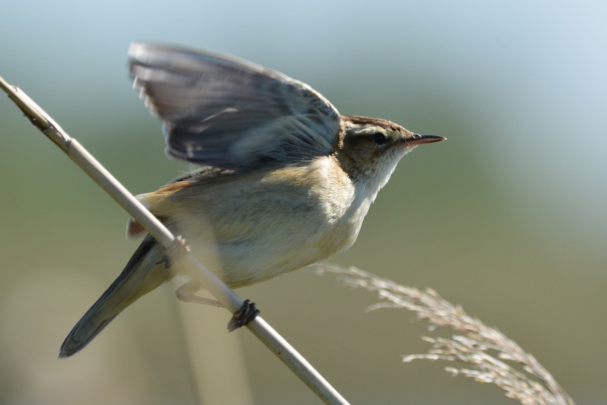 Sedge Warbler - ML635514184