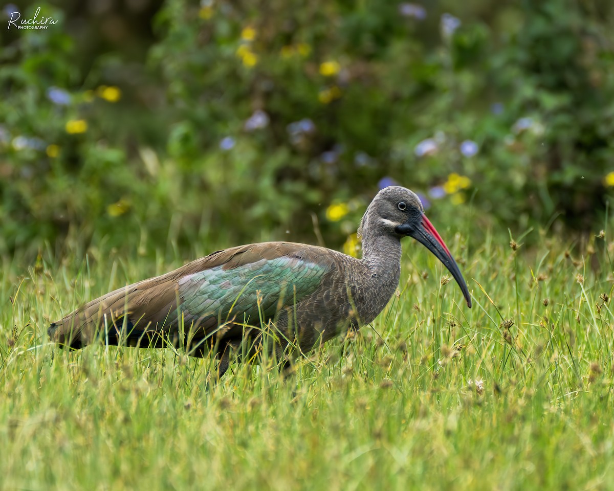 Hadada Ibis - ML635514257