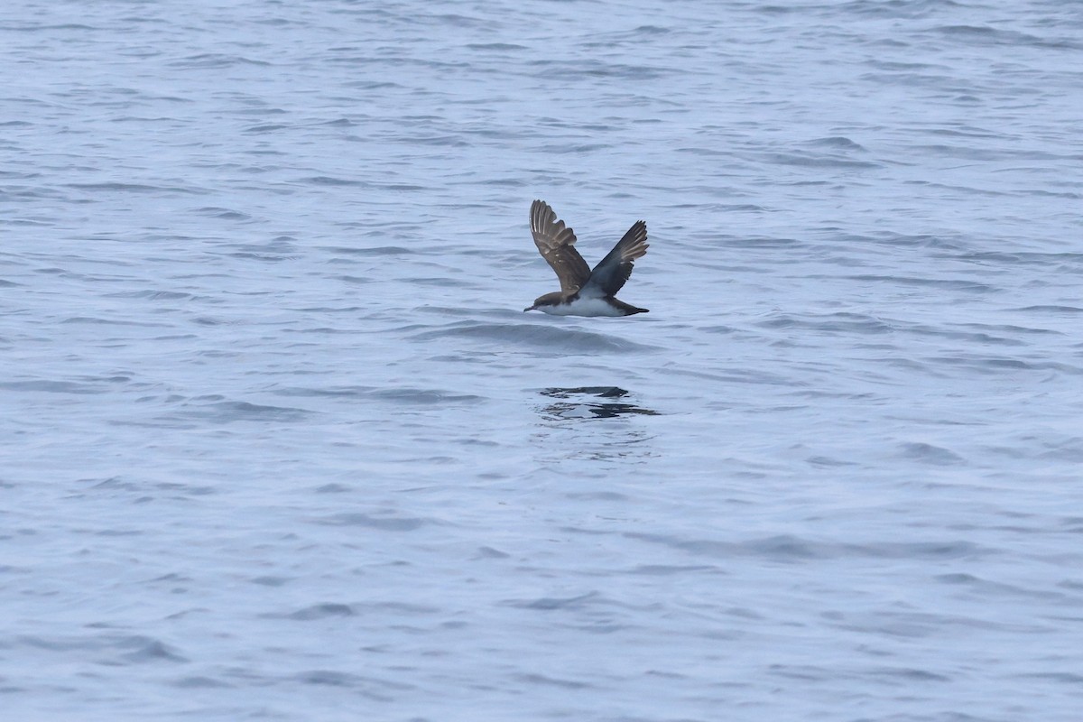 Galapagos Shearwater (Light-winged) - ML635514341