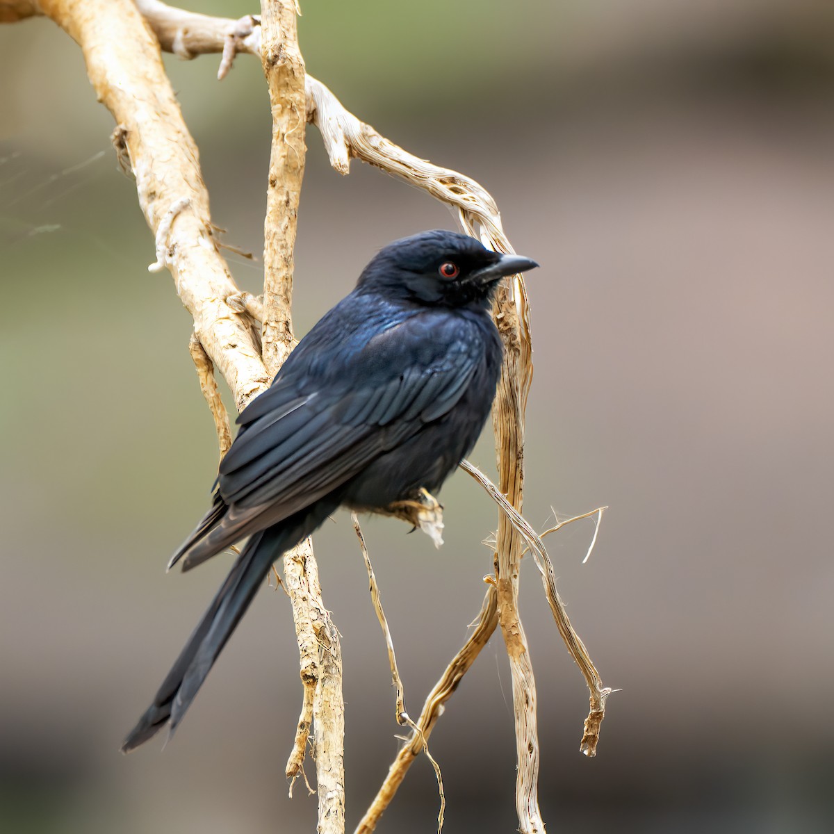 Fork-tailed Drongo - ML635514367
