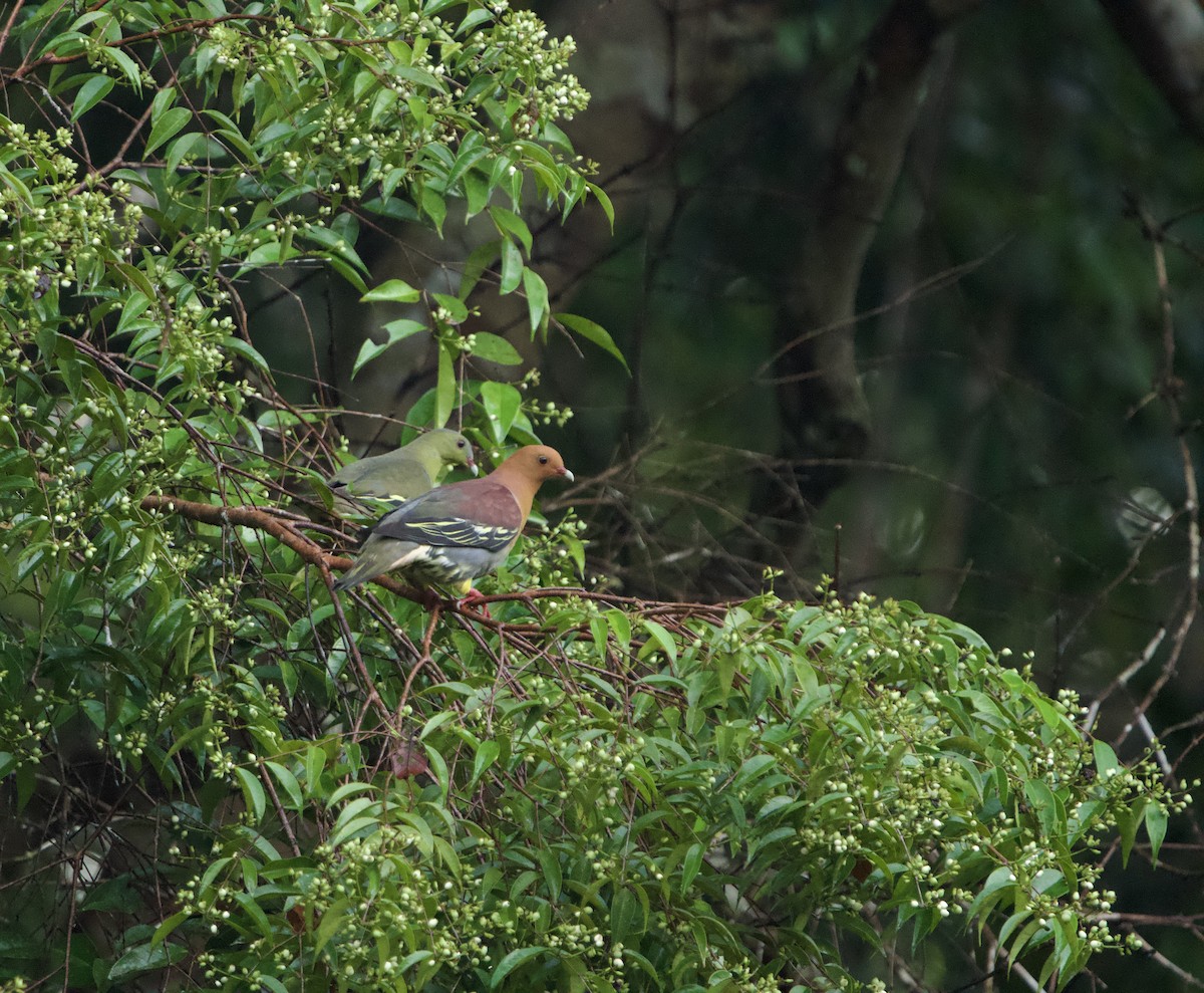 Cinnamon-headed Green-Pigeon - ML635514370