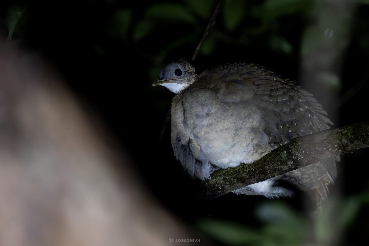 White-throated Tinamou - ML635514424