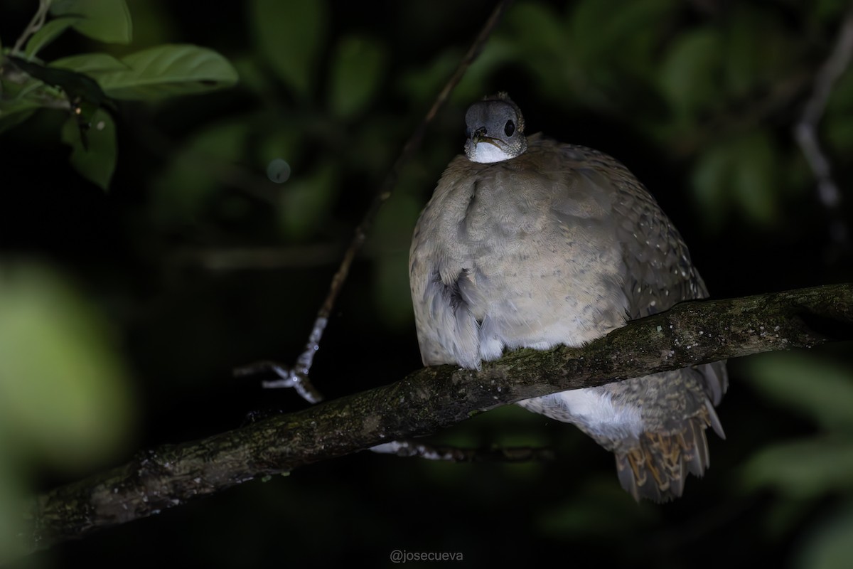 White-throated Tinamou - ML635514425