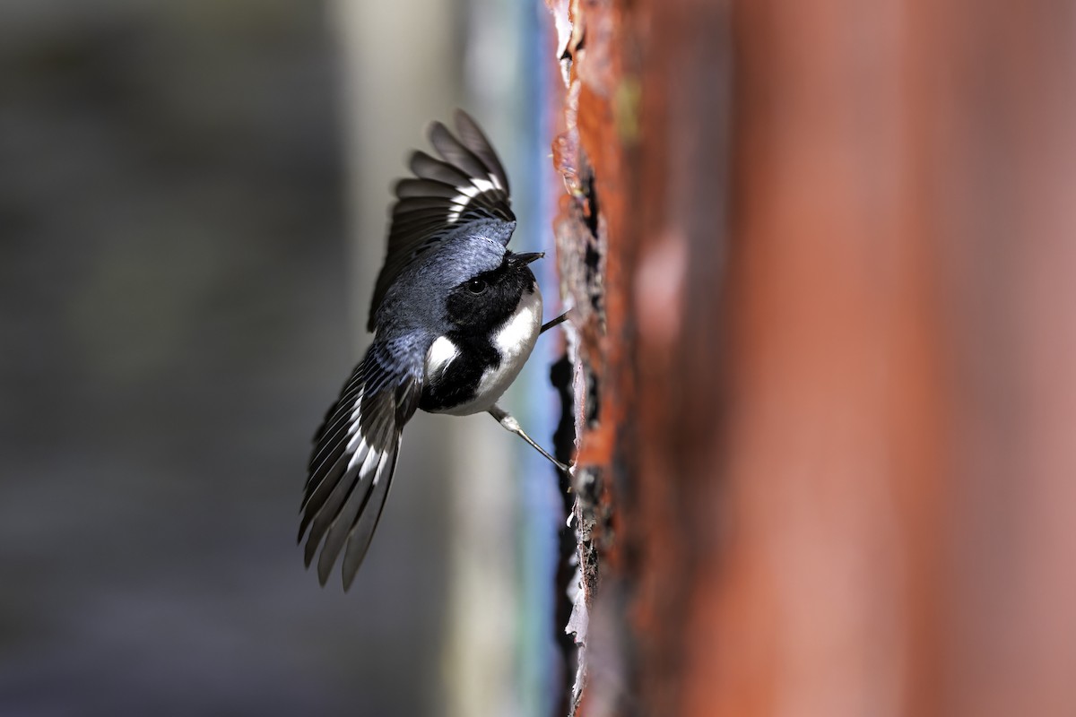 Black-throated Blue Warbler - ML635514433