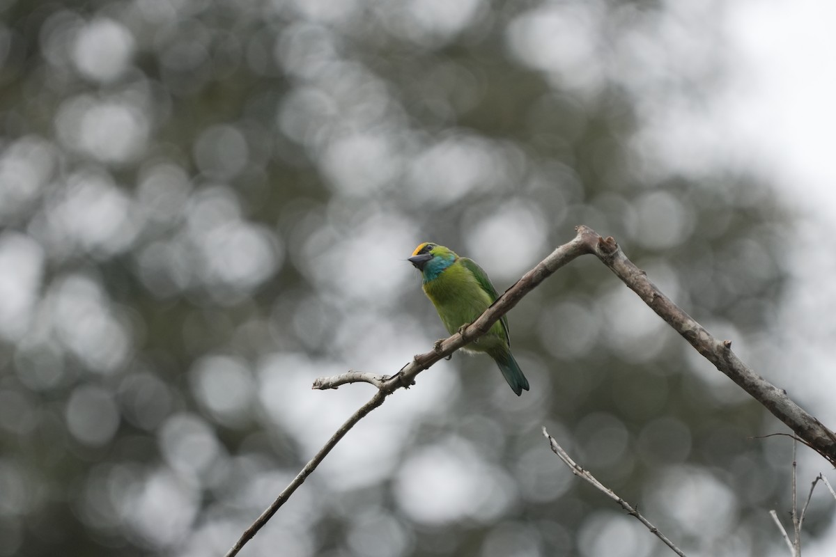 Yellow-crowned Barbet - ML635514447