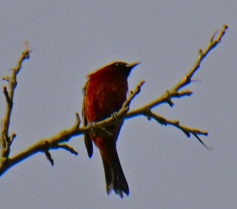 Orchard Oriole - ML635514463
