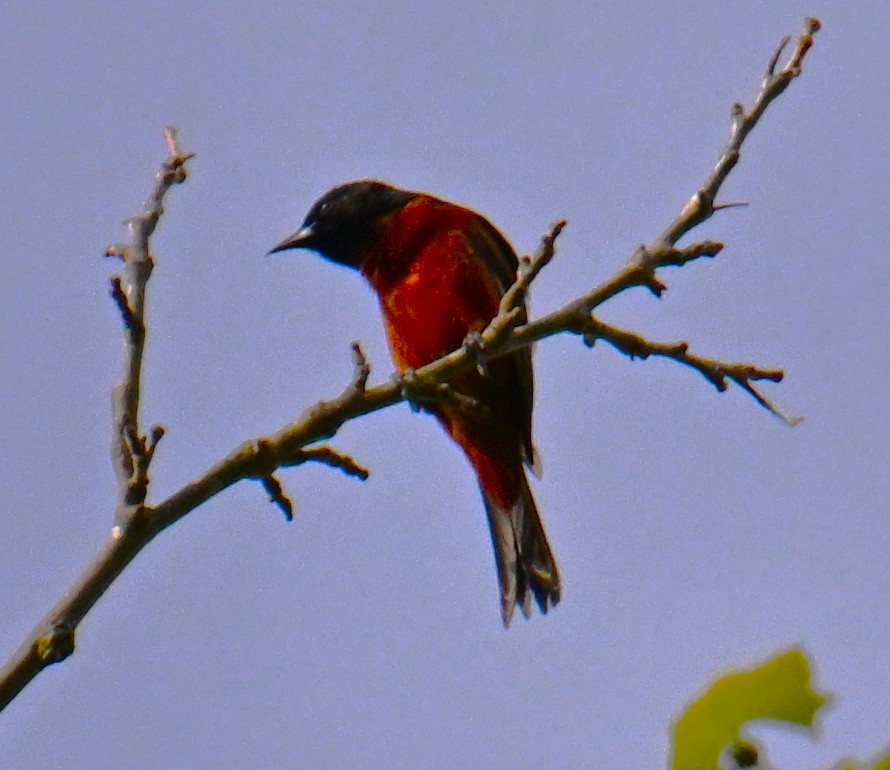 Orchard Oriole - ML635514464