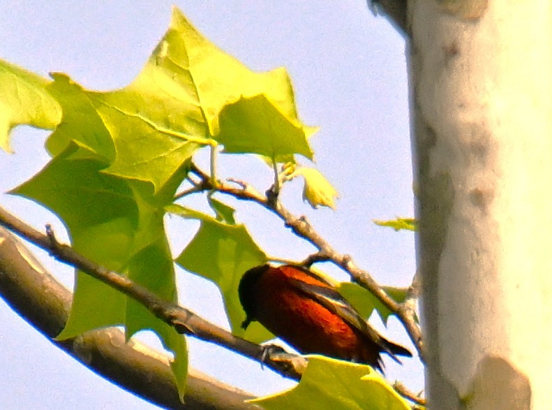 Orchard Oriole - ML635514465