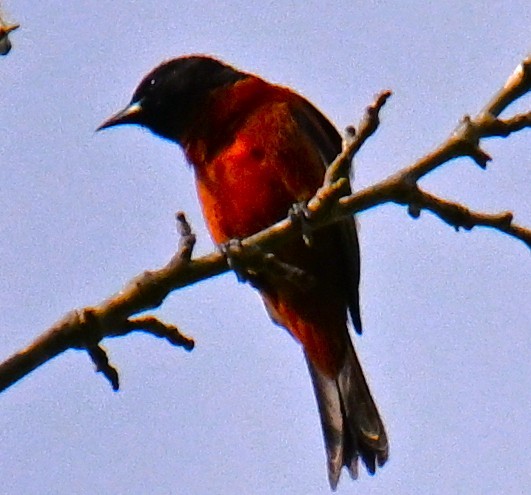 Orchard Oriole - ML635514467