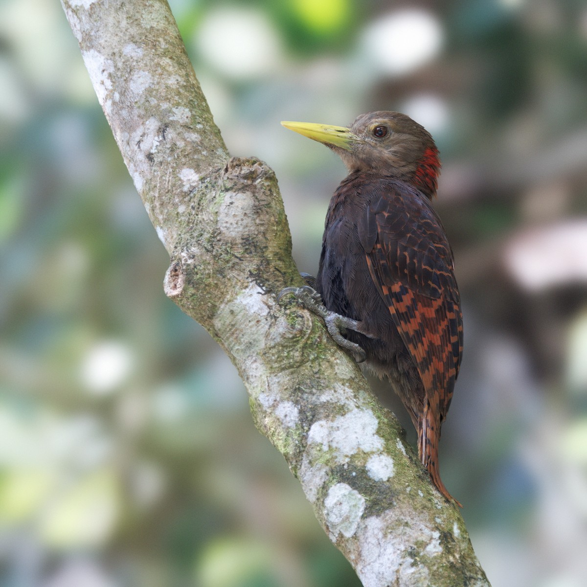 Bay Woodpecker - ML635514493
