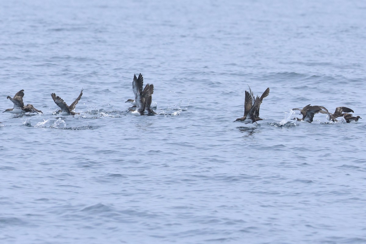 Galapagos Shearwater (Light-winged) - ML635514497