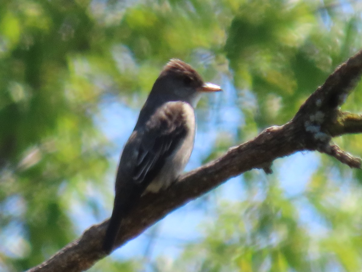 Olive-sided Flycatcher - ML635514514