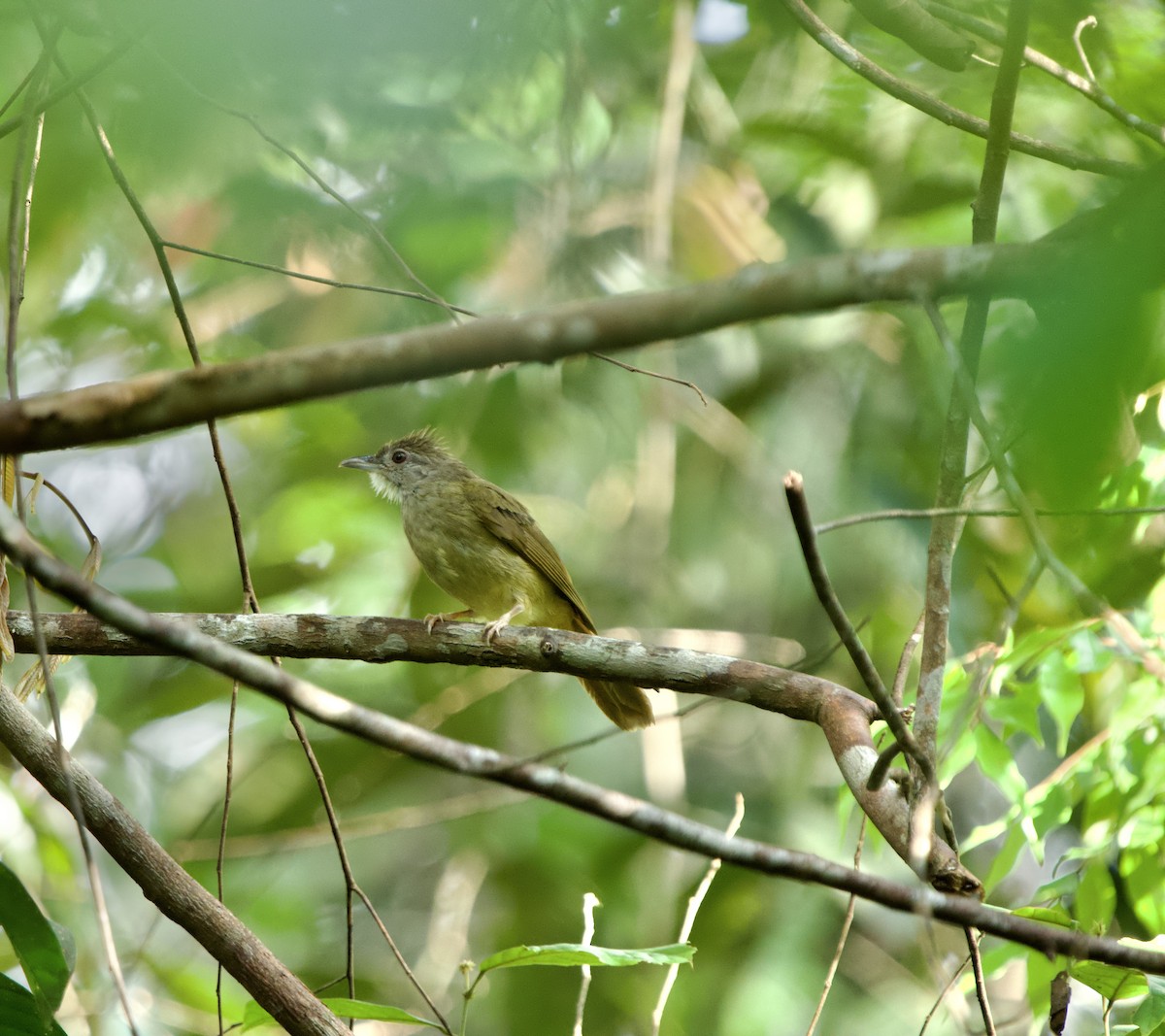 Gray-cheeked Bulbul - ML635514557