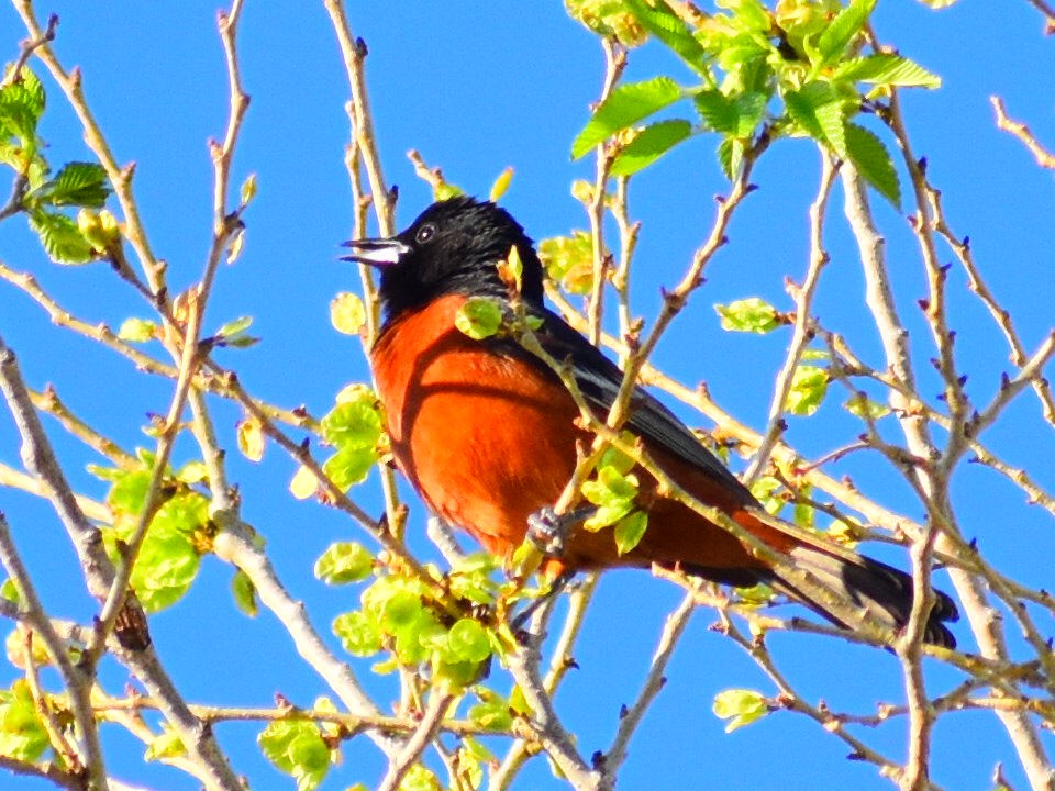 Orchard Oriole - ML635514639