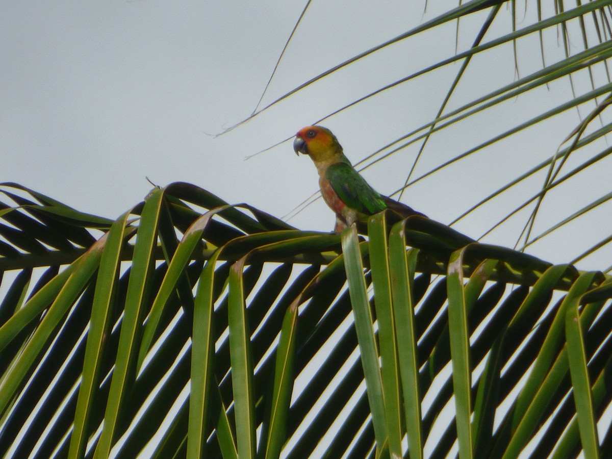 Gray-breasted Parakeet - ML635514677
