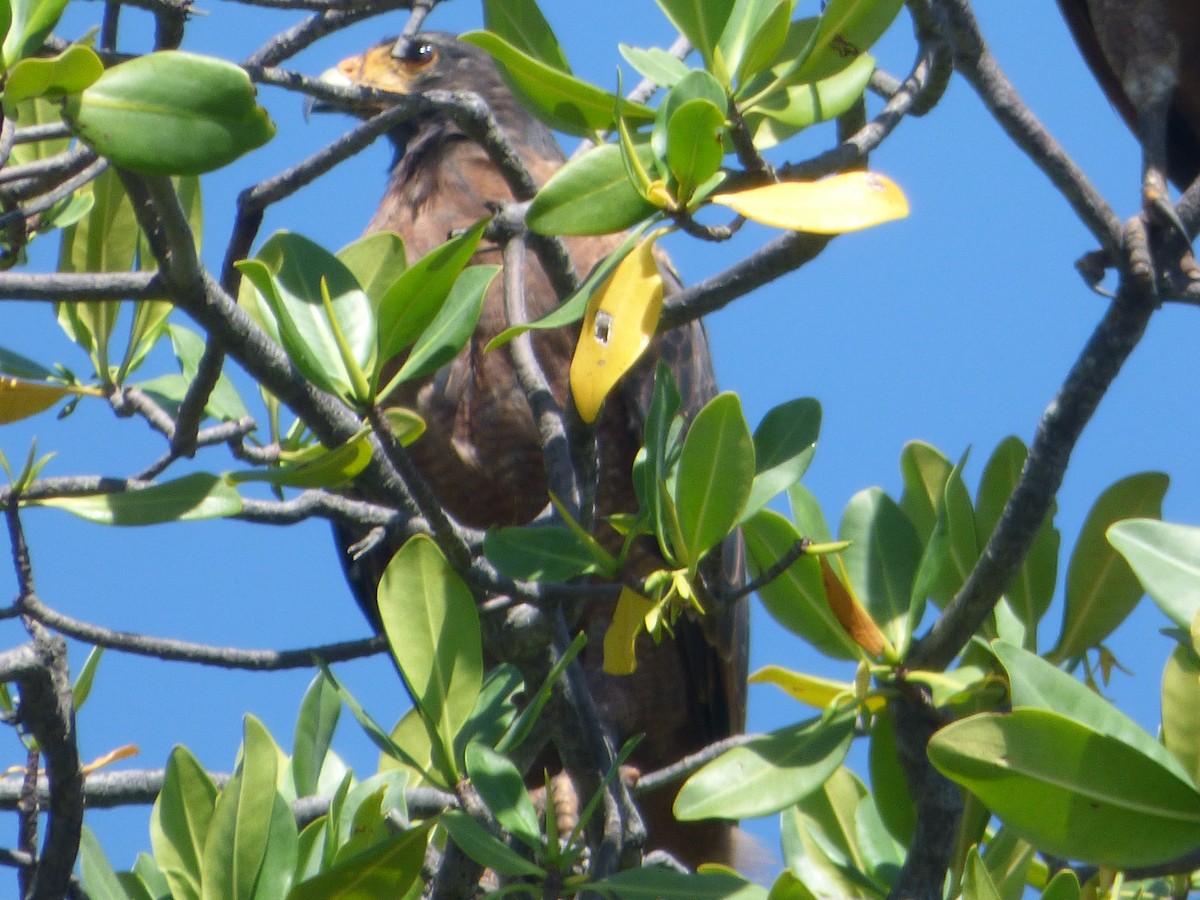 Rufous Crab Hawk - ML635514758