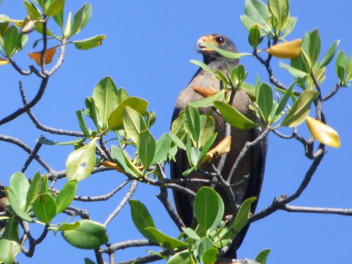 Rufous Crab Hawk - ML635514760