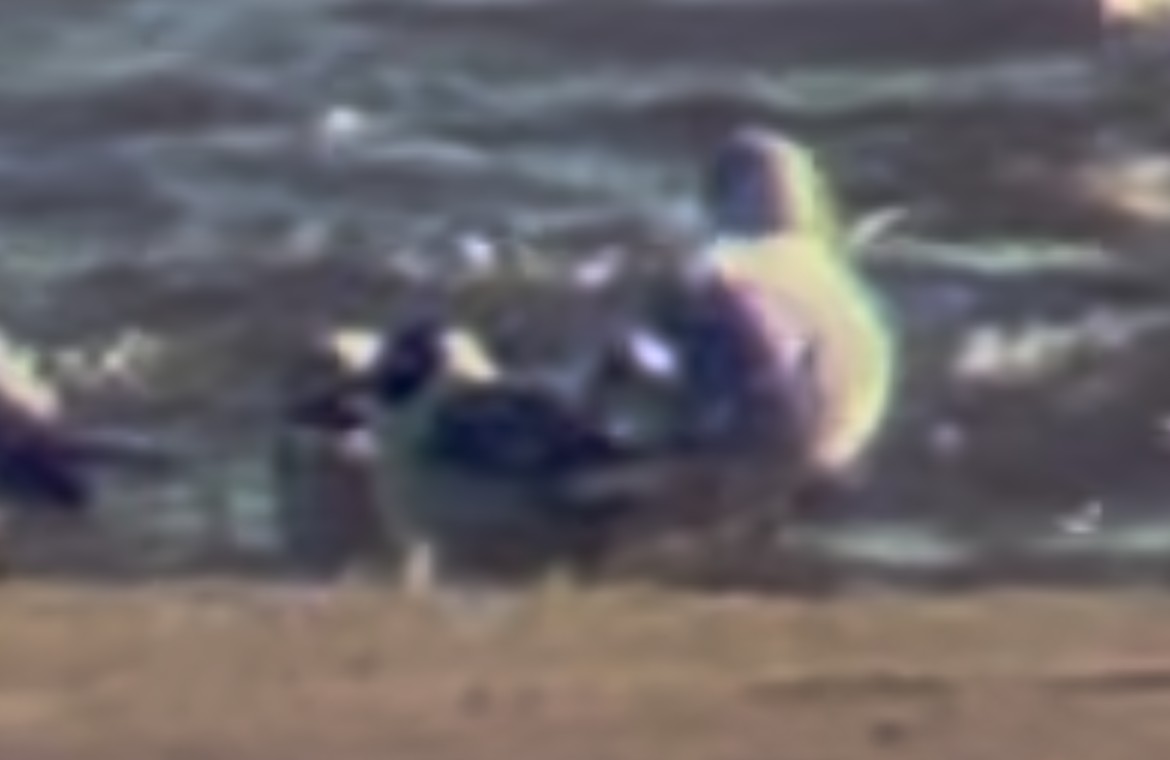 racek vnitrozemský - ML635514769