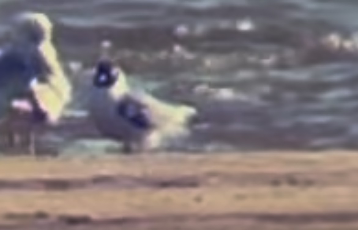 racek vnitrozemský - ML635514770