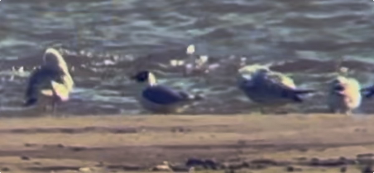 racek vnitrozemský - ML635514771